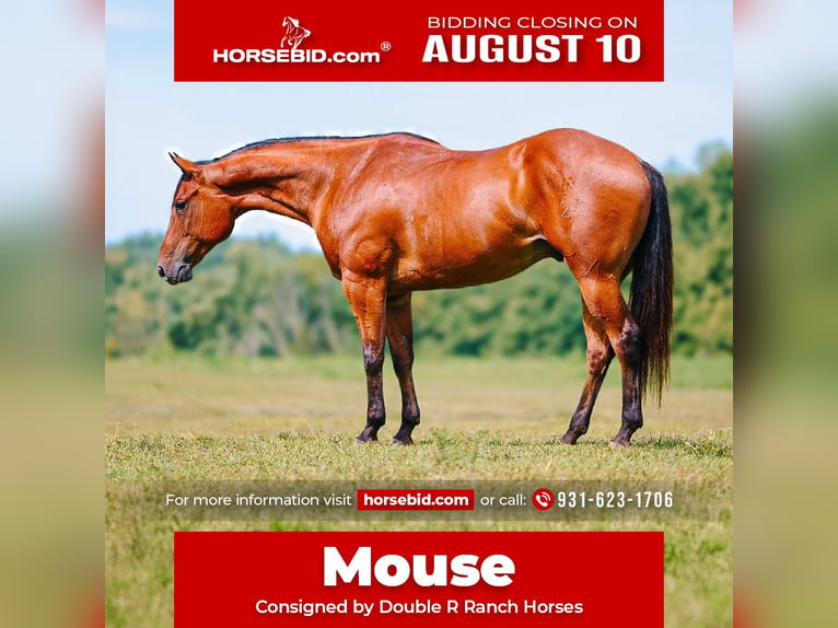 American Quarter Horse Gelding 8 years Bay in Lyles