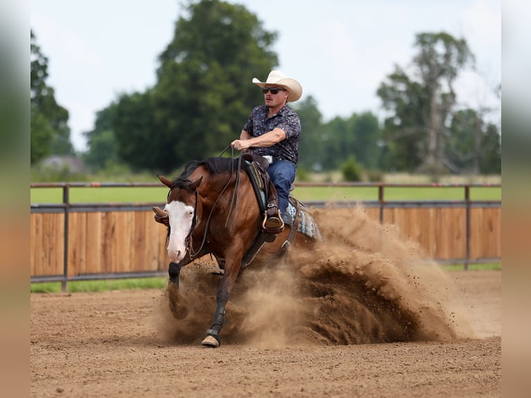 American Quarter Horse Gelding 8 years Bay in Buffalo