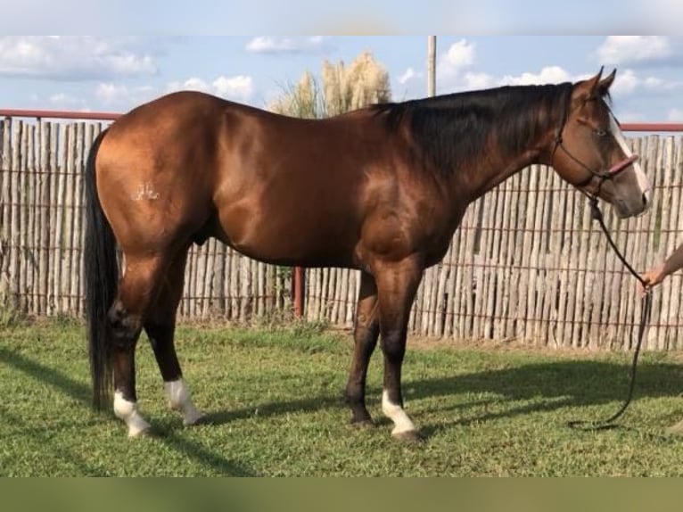 American Quarter Horse Gelding 8 years Bay in OAKLEY, UT