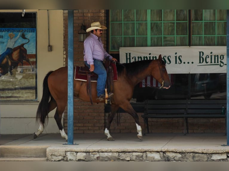 American Quarter Horse Gelding 8 years Bay in Stephenville Tx