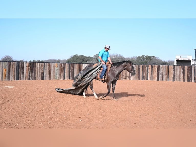 American Quarter Horse Gelding 8 years Bay in Waco TX