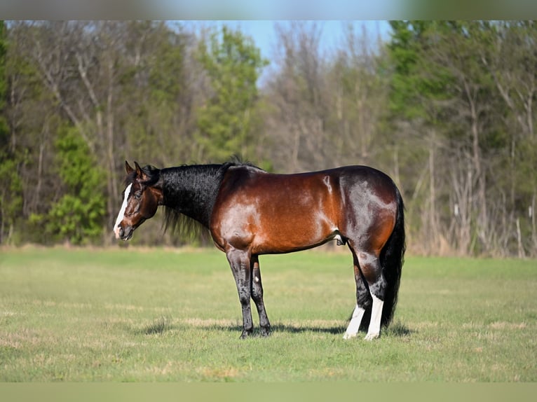 American Quarter Horse Gelding 8 years Black in Waco, TX