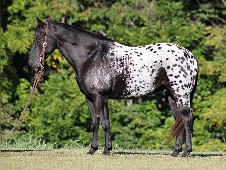 American Quarter Horse Gelding 8 years Black in Brodhead KY