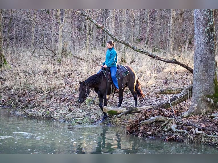 American Quarter Horse Gelding 8 years Black in LaGrange KY