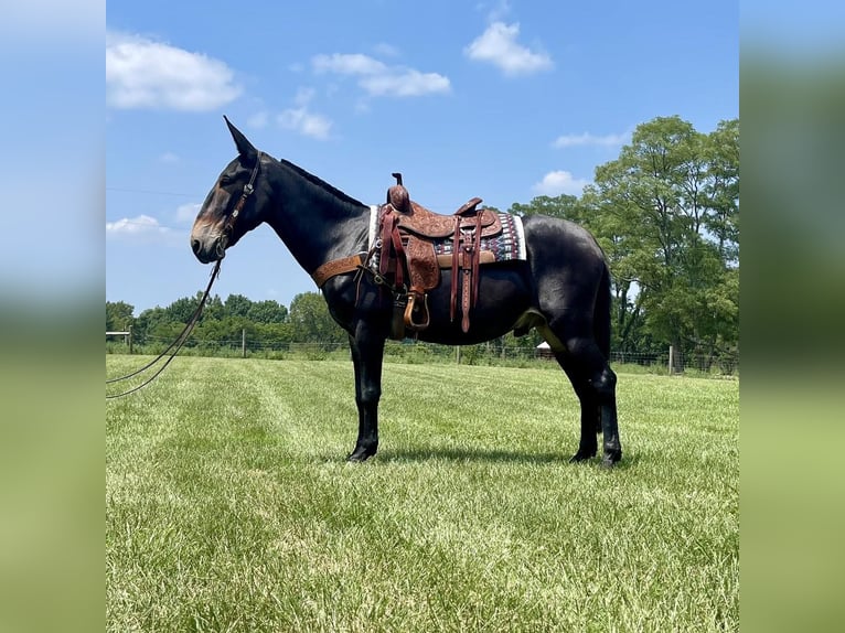 American Quarter Horse Gelding 8 years Black in Moscow OH