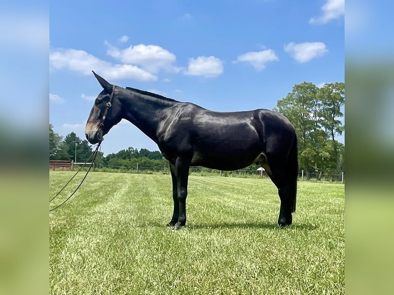 American Quarter Horse Gelding 8 years Black in Moscow OH