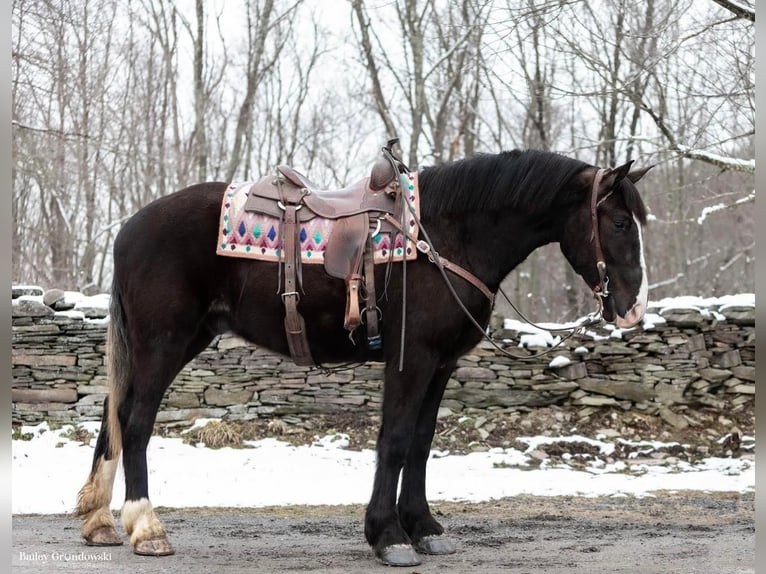 American Quarter Horse Gelding 8 years Black in Everett PA