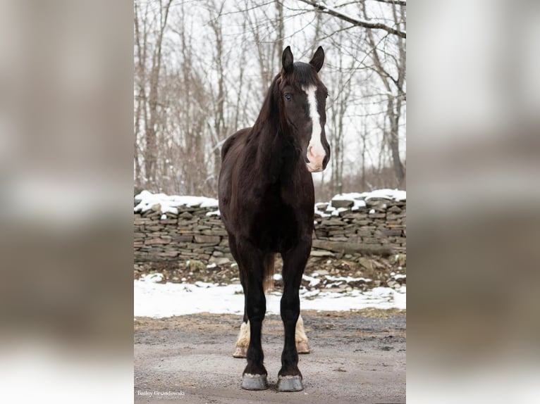 American Quarter Horse Gelding 8 years Black in Everett PA