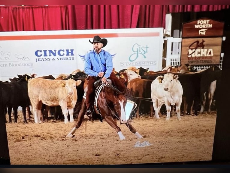 American Quarter Horse Gelding 8 years Brown in Marl