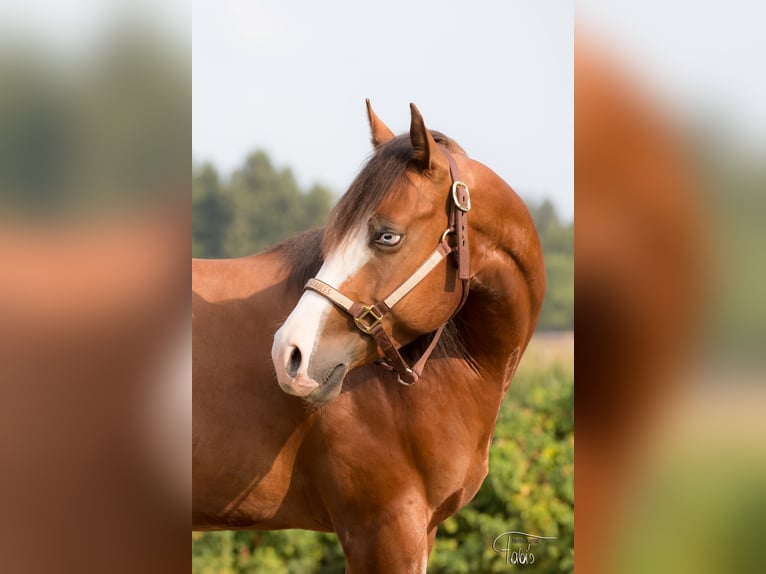 American Quarter Horse Gelding 8 years Brown in Wiener Neustadt