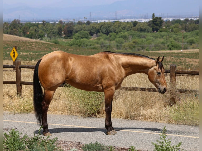 American Quarter Horse Gelding 8 years Buckskin in Norco