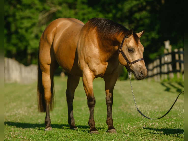 American Quarter Horse Gelding 8 years Buckskin in New Holland
