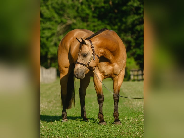 American Quarter Horse Gelding 8 years Buckskin in New Holland