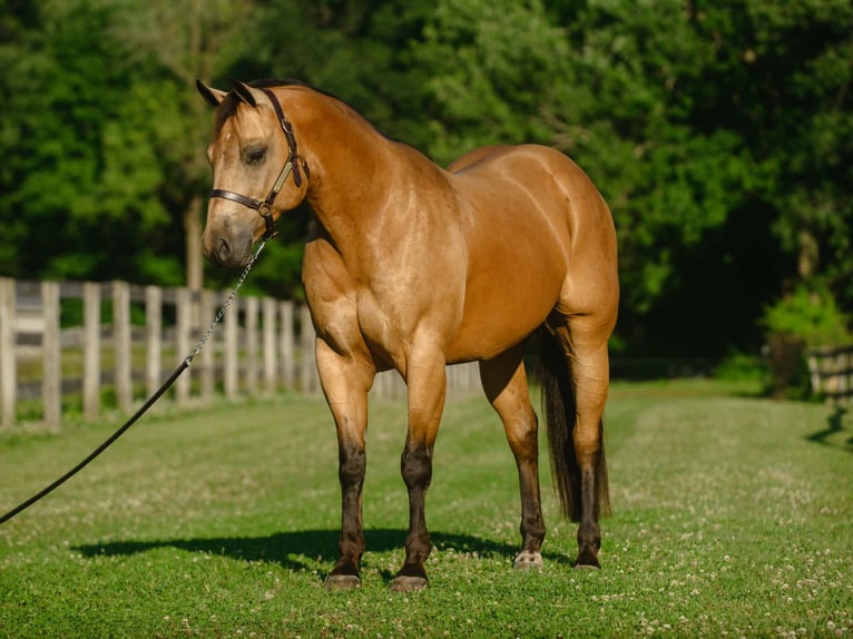 American Quarter Horse Gelding 8 years Buckskin in New Holland