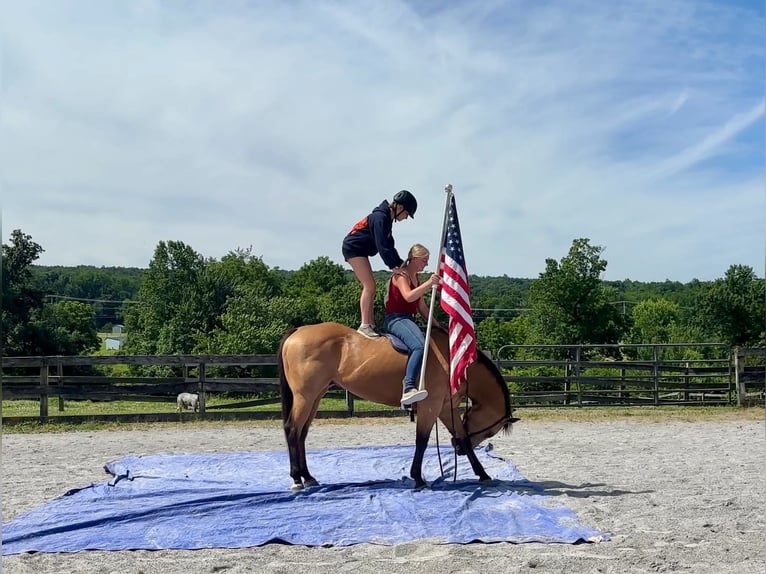 American Quarter Horse Gelding 8 years Buckskin in New Holland