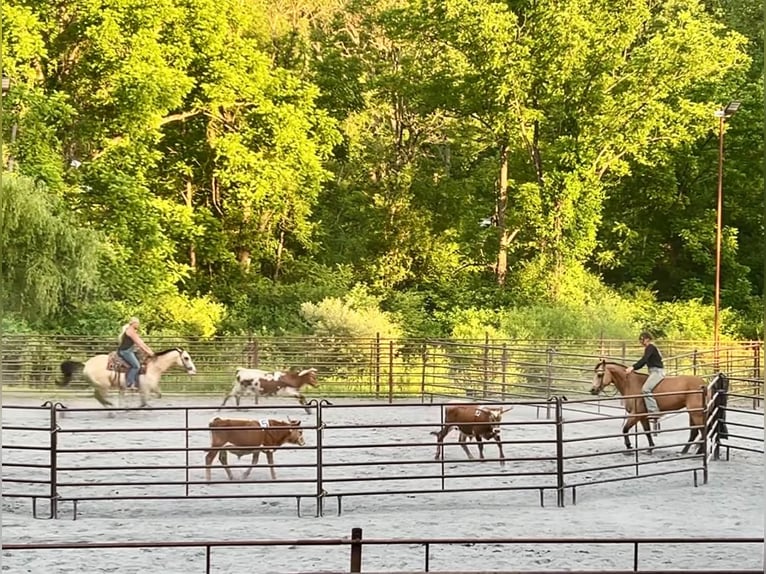 American Quarter Horse Gelding 8 years Buckskin in New Holland