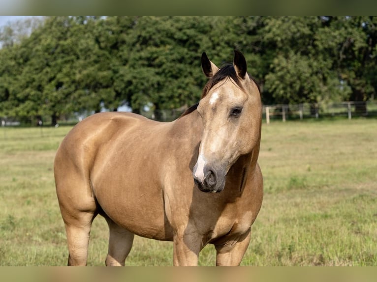 American Quarter Horse Gelding 8 years Buckskin in Kaufman, TX