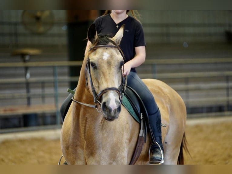 American Quarter Horse Gelding 8 years Buckskin in Kaufman, TX