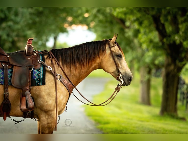 American Quarter Horse Gelding 8 years Buckskin in Lebanon, PA