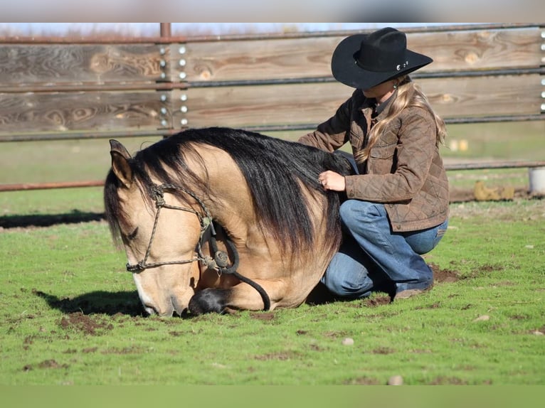 American Quarter Horse Gelding 8 years Buckskin in Waterford, CA