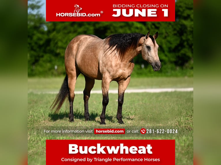 American Quarter Horse Gelding 8 years Buckskin in Dublin