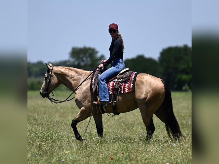 American Quarter Horse Gelding 8 years Buckskin in Dublin