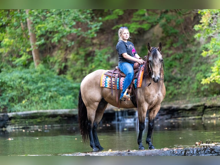 American Quarter Horse Gelding 8 years Buckskin in North Bloomfield