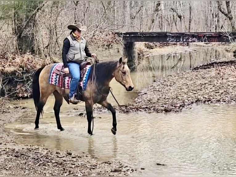 American Quarter Horse Gelding 8 years Buckskin in Robards