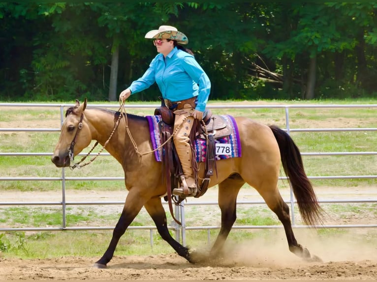 American Quarter Horse Gelding 8 years Buckskin in Robards