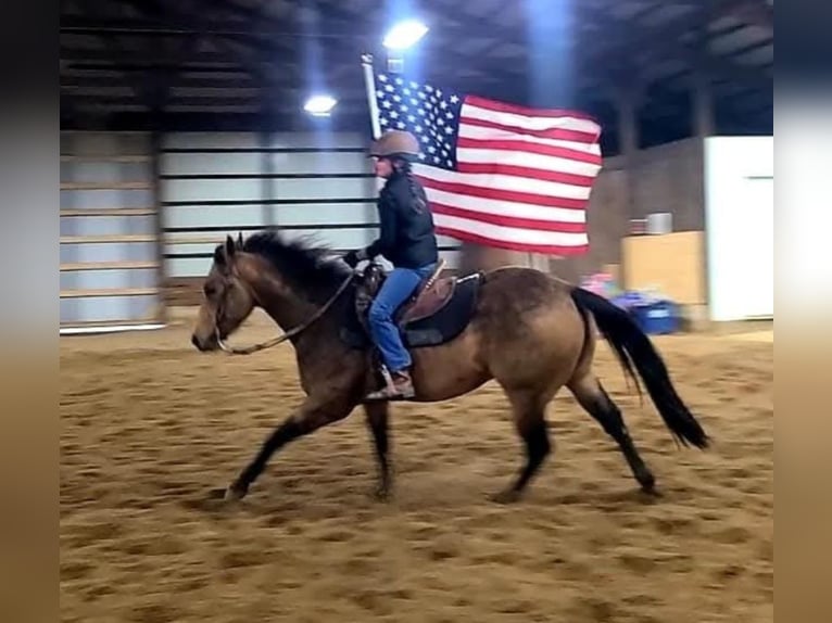 American Quarter Horse Gelding 8 years Buckskin in Robards