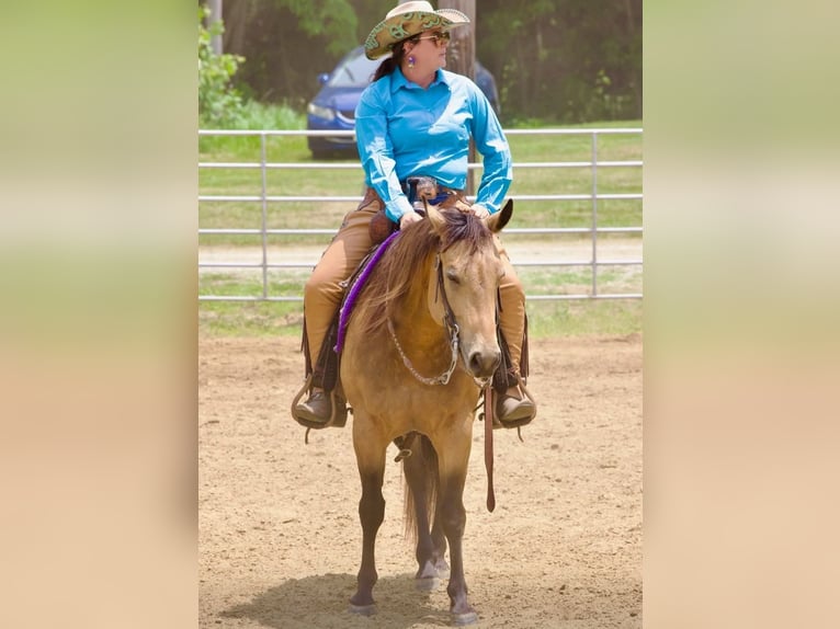 American Quarter Horse Gelding 8 years Buckskin in Robards