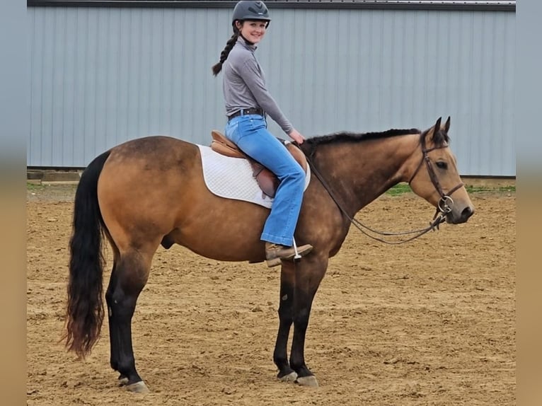 American Quarter Horse Gelding 8 years Buckskin in Robards