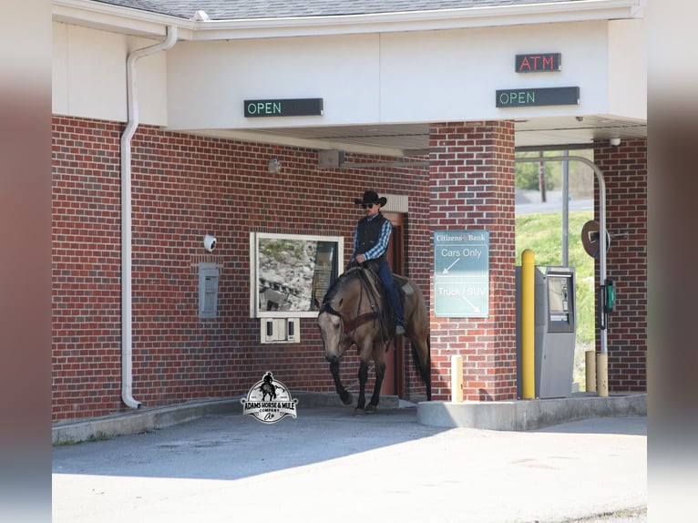American Quarter Horse Gelding 8 years Buckskin in Mount Vernon