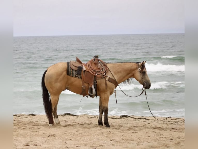 American Quarter Horse Gelding 8 years Buckskin in Paicines CA