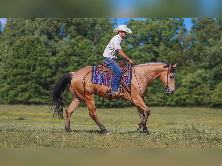 American Quarter Horse Gelding 8 years Buckskin in Lyles