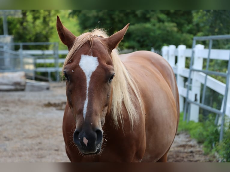 American Quarter Horse Gelding 8 years Chestnut-Red in Niederbipp