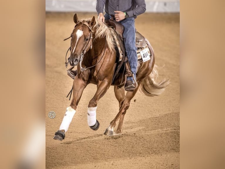 American Quarter Horse Gelding 8 years Chestnut-Red in Niederbipp