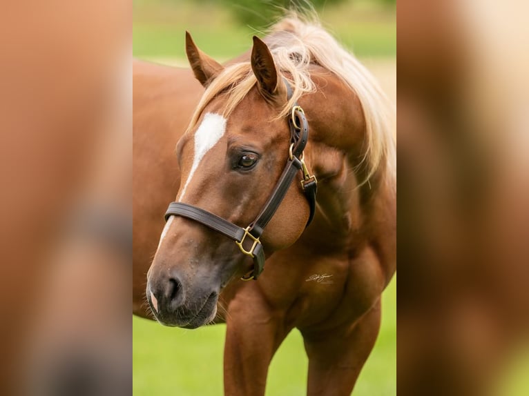 American Quarter Horse Gelding 8 years Chestnut-Red in Niederbipp