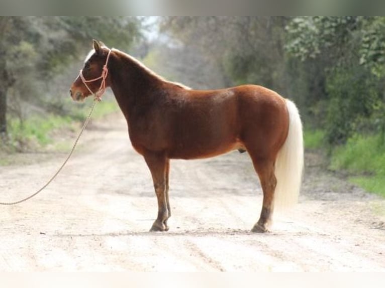 American Quarter Horse Gelding 8 years Chestnut in Grapeland TX