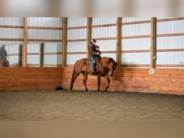 American Quarter Horse Gelding 8 years Dun in Rebersburg, PA