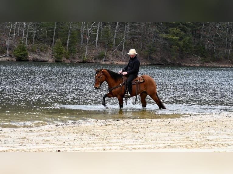 American Quarter Horse Gelding 8 years Dun in Rebersburg, PA
