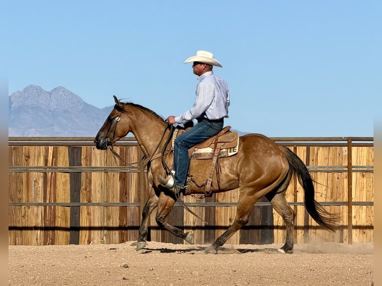 American Quarter Horse Gelding 8 years Dun in Cave Creek