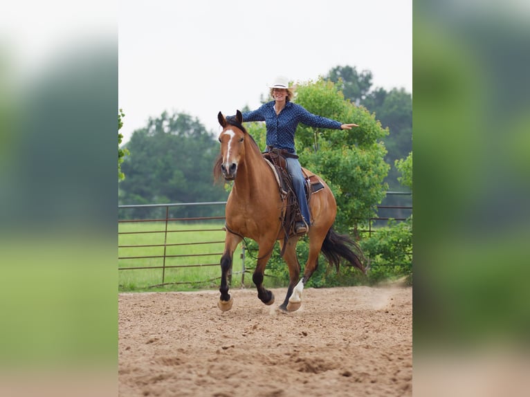 American Quarter Horse Gelding 8 years Dun in Huntsville TX