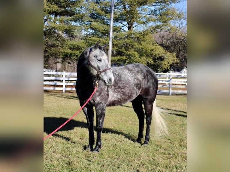 American Quarter Horse Gelding 8 years GrayDapple in Allentown, NJ