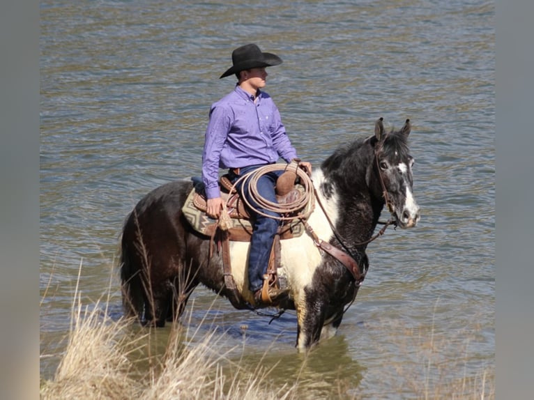 American Quarter Horse Gelding 8 years Gray-Dapple in Brodhead, KY