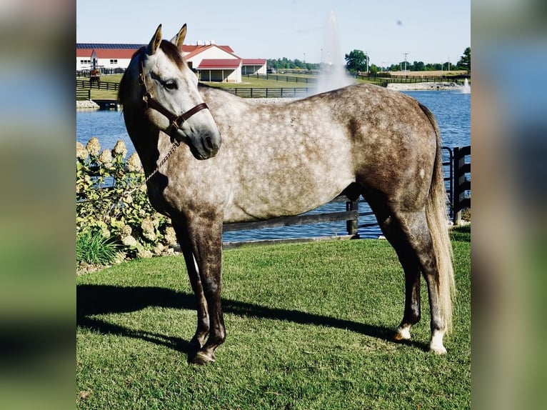 American Quarter Horse Gelding 8 years Gray in Huntingburg, IN