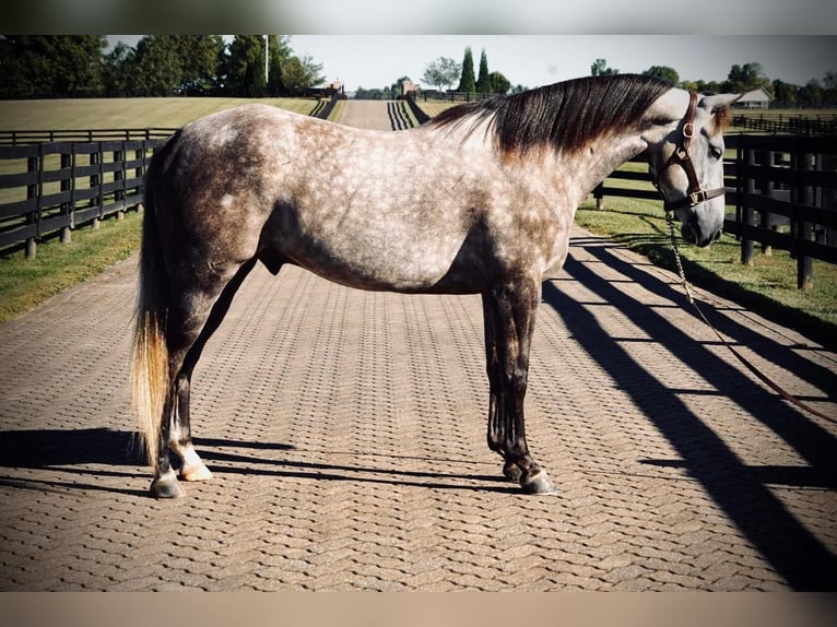 American Quarter Horse Gelding 8 years Gray in Huntingburg, IN