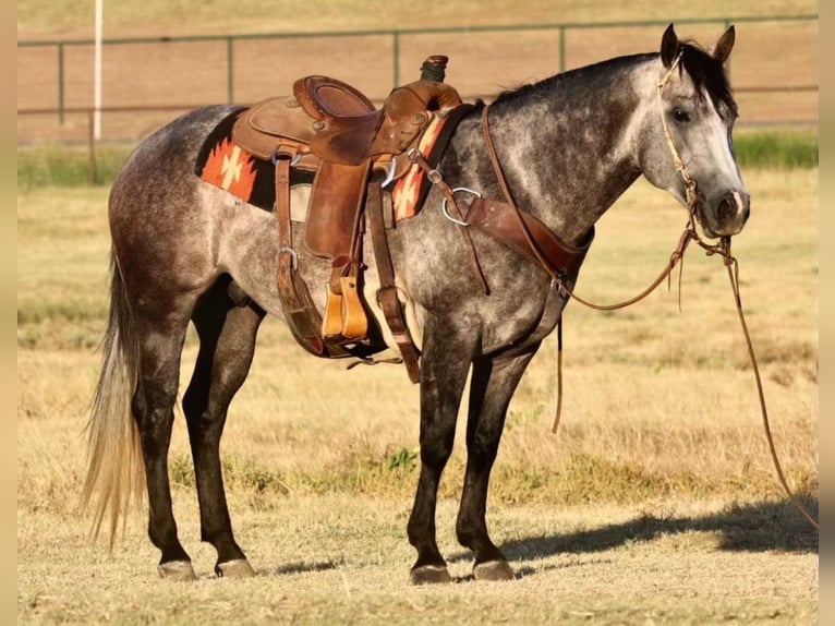 American Quarter Horse Gelding 8 years Gray in Pilot Point, TX