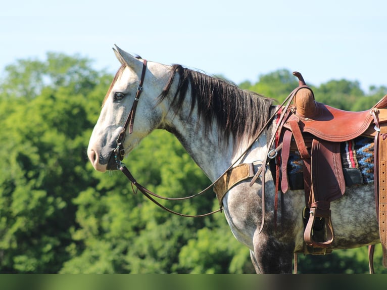 American Quarter Horse Gelding 8 years Grey-Dapple in Priceville KY