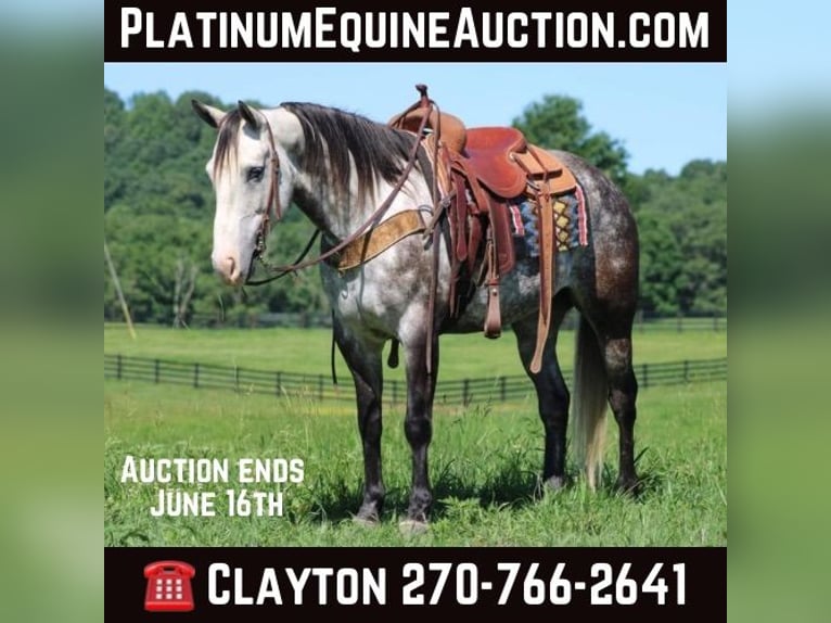 American Quarter Horse Gelding 8 years Grey-Dapple in Priceville KY